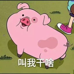 数千头猪听到音乐后回家吃饭，为何猪这么听话？