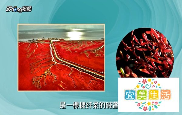盘锦红海滩风景区游玩攻略