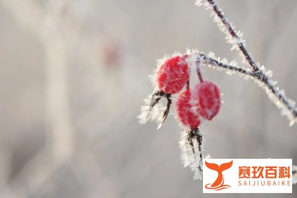 霜降三旬后,蓂馀一叶秋