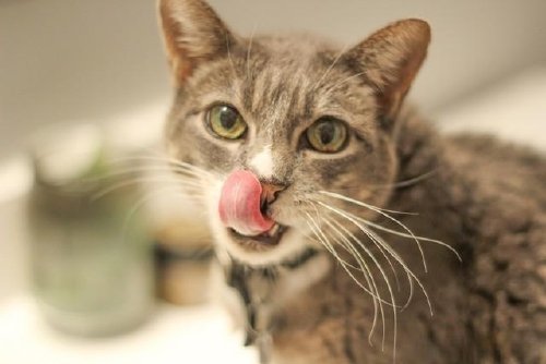 猫用什么辨别方向