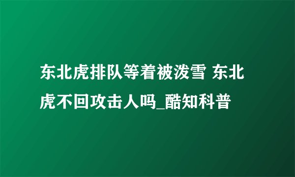 东北虎排队等着被泼雪 东北虎不回攻击人吗_酷知科普
