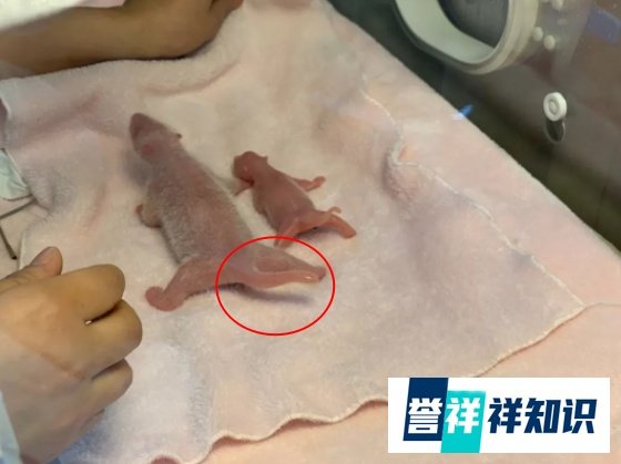 熊猫尾巴什么颜色？据说80%的人都答错……