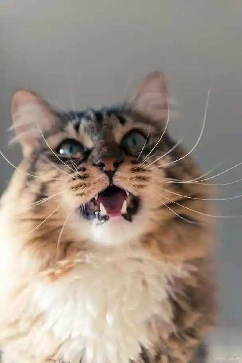 猫用什么辨别方向