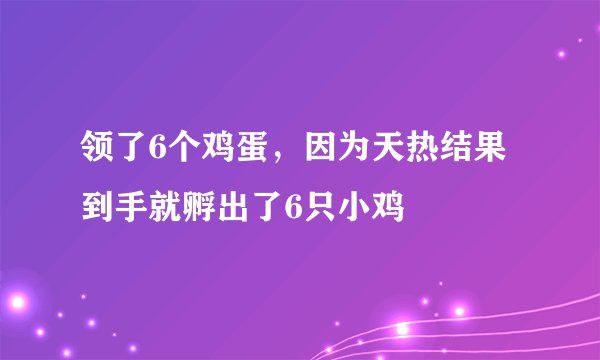 领了6个鸡蛋，因为天热结果到手就孵出了6只小鸡