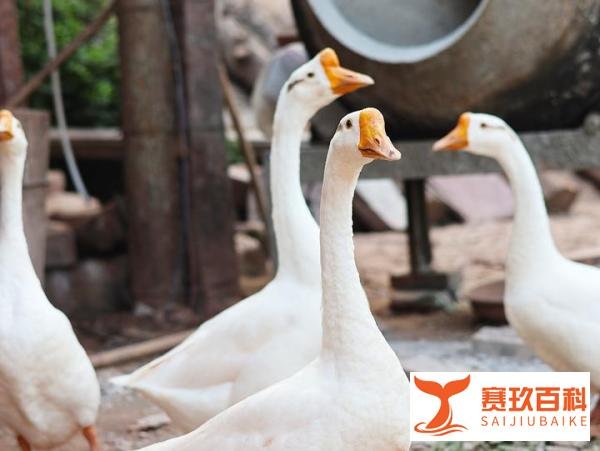 10年间1220万人返乡当了新农人，不乏大学生、海归、企业家...