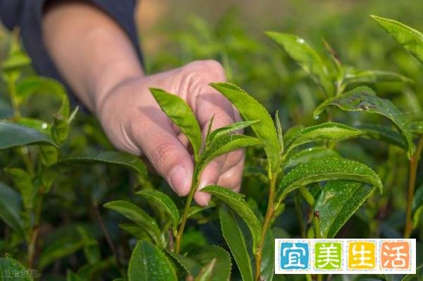 “白露”这天的讲究、习俗和忌讳