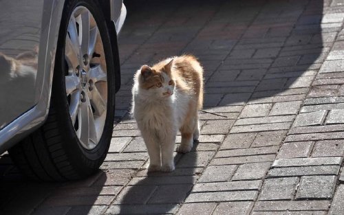猫用什么辨别方向
