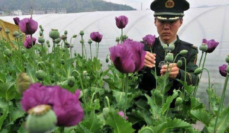 被处罚！旅客携带罂粟过安检称治胃病，到底是无知还是另有目的？