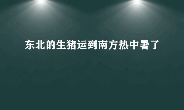 东北的生猪运到南方热中暑了