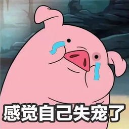 数千头猪听到音乐后回家吃饭，为何猪这么听话？