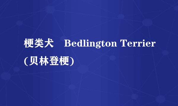 梗类犬　Bedlington Terrier(贝林登梗)