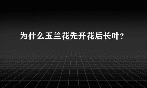 为什么玉兰花先开花后长叶？